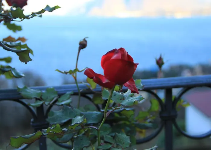 Alba Sul Alloggio in famiglia